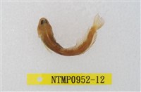 藏品(笠鳚)的圖片